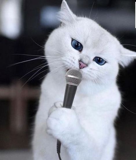 شهرت عجیب گربه مجازی با ۱۸۰۰ هزار فالوئر + تصاویر