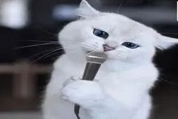 شهرت عجیب گربه مجازی با ۱۸۰۰ هزار فالوئر + تصاویر
