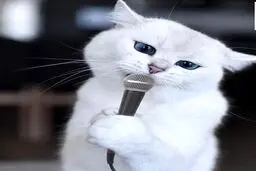 شهرت عجیب گربه مجازی با ۱۸۰۰ هزار فالوئر + تصاویر