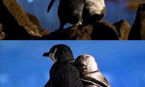 دو پنگوئن عاشق برنده جایزه &#8220;عکس اقیانوس&#8221;+عکس