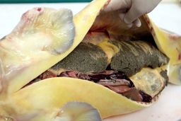 صید تجاری ماهیان خاویاری ممنوع شد