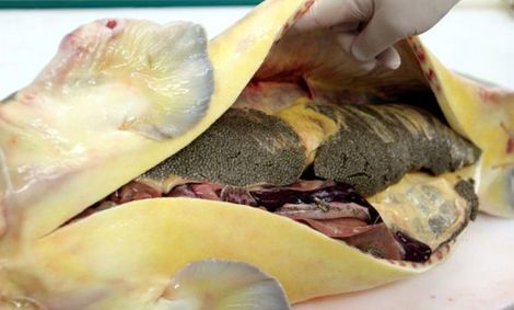 صید تجاری ماهیان خاویاری ممنوع شد