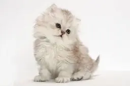 دردسر خرید گربه اینترنتی برای زن تهرانی