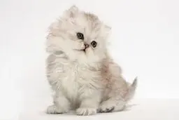 دردسر خرید گربه اینترنتی برای زن تهرانی
