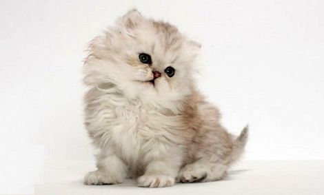 دردسر خرید گربه اینترنتی برای زن تهرانی