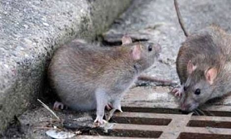 موش های مشهد عقیم می شوند