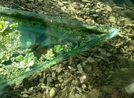 محیط زیست تهران: تمساح مرکز خرید غرب تهران «غیر بومی» است