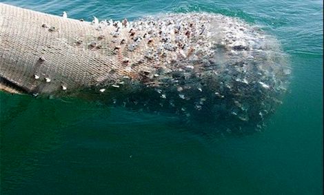 سه لنج صید غیرمجاز ترال در آب‌های هرمزگان توقیف شد