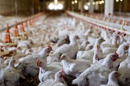 ۹۶۰ هزار قطعه طیور معدوم شدند