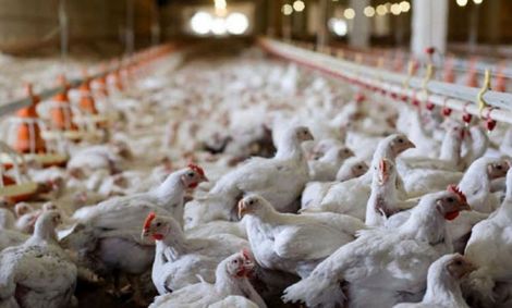 ۹۶۰ هزار قطعه طیور معدوم شدند