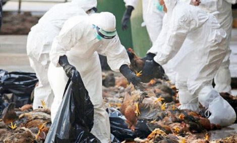 پای آنفلوانزای فوق حاد پرندگان به البرز باز شد