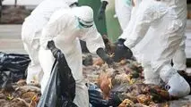 پای آنفلوانزای فوق حاد پرندگان به البرز باز شد