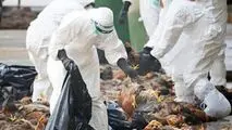 پای آنفلوانزای فوق حاد پرندگان به البرز باز شد