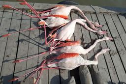 مرگ مشکوک پرندگان زمستان‌گذر در تالاب بین‌المللی میانکاله