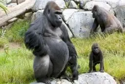 درمانی که روی گوریل و ترامپ تاثیر مثبت داشت