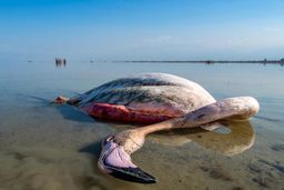 دامپزشکی وجود بوتولیسم در لاشه پرندگان مهاجر تالاب میانکاله را تایید کرد