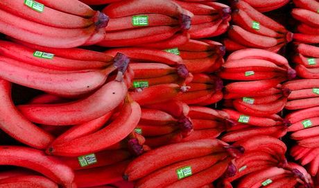 موز قرمز کیلویی ۱۸۳ هزار تومان / کاشت موز در شمال ایران!