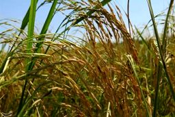 برنج ایران به امارات و سوئد صادر می‌شود