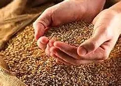 یک میلیارد از سرمایه واردکنندگان نهاده های دامی در عمان بلوکه شد!