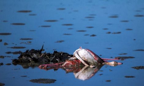 پرواز دوباره مرگ بر فراز میانکاله