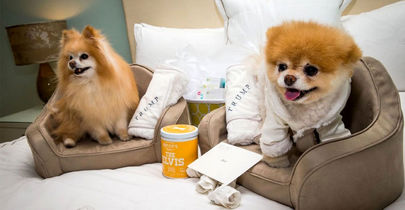 بازار داغ و پولساز حیوانات خانگی