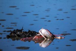 ورود به میانکاله مازندران ممنوع شد/ تلفات پرندگان به ۸۳۹ قطعه رسید