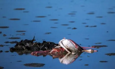 ورود به میانکاله مازندران ممنوع شد/ تلفات پرندگان به ۸۳۹ قطعه رسید