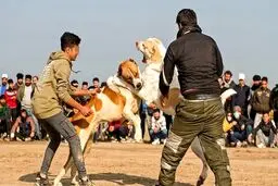بازداشت عوامل برگزاری جنگ سگ‎ها