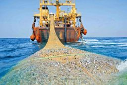 صید ترال ادامه دارد / صیادان هرروز فقیرتر از دیروز