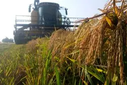 ممنوعیت کشت برنج در سال ۱۴۰۰ لغو شد