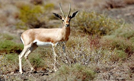 زنگ خطر انقراض آهوی ایرانی به صدا در آمد