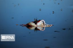 تلف شدن بیش از ۱۱ هزار پرنده مهاجر از ۲۲ گونه در میانکاله