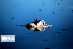 تلف شدن بیش از ۱۱ هزار پرنده مهاجر از ۲۲ گونه در میانکاله