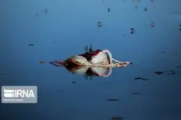 تلف شدن بیش از ۱۱ هزار پرنده مهاجر از ۲۲ گونه در میانکاله