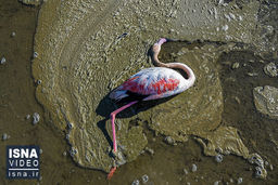 تلف شدن بیش از ۳۷ هزار پرنده مهاجر در تالاب میانکاله