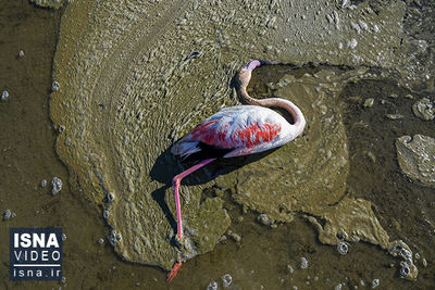 تلف شدن بیش از ۳۷ هزار پرنده مهاجر در تالاب میانکاله
