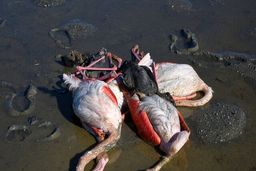 کانون آنفلوآنزای فوق حاد پرندگان در سرخس کنترل و مهار شد