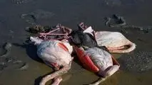 کانون آنفلوآنزای فوق حاد پرندگان در سرخس کنترل و مهار شد