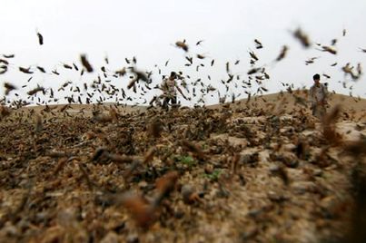 هجوم گسترده ملخ های صحرایی به کشور از حدود ۱۰ روز آینده