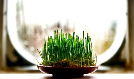 گل و سبزه شب عید چند؟