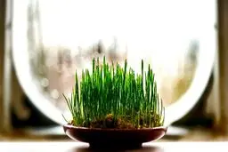 گل و سبزه شب عید چند؟