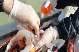 مهاجرت به تلفات پرندگانِ میانکاله پایان داد!