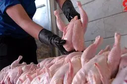 مرغ ها را چه کسی پنهان می کند؟
