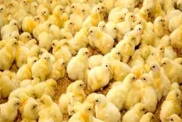 قاچاق جوجه یک‌روزه، پدیده تازه در بازار مرغ