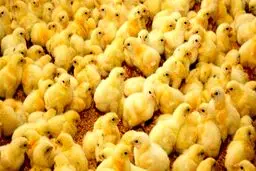 قاچاق جوجه یک‌روزه، پدیده تازه در بازار مرغ
