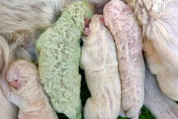 سگی در بیمارستان مریوان ۲۰ توله به دنیا آورد/ توله ها کاملا سالم هستند