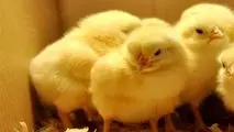 جوجه یک روزه هم سر از بازار سیاه در آورد/ هشدار درباره کاهش دوباره تولید مرغ + سند