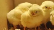 جوجه یک روزه هم سر از بازار سیاه در آورد/ هشدار درباره کاهش دوباره تولید مرغ + سند
