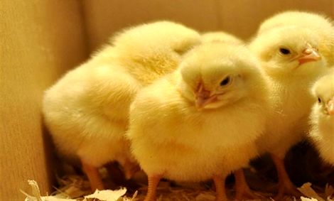 جوجه یک روزه هم سر از بازار سیاه در آورد/ هشدار درباره کاهش دوباره تولید مرغ + سند