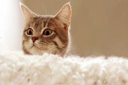 پژوهشی جدید انتقال ویروس کرونا از انسان به گربه را تایید می‌کند